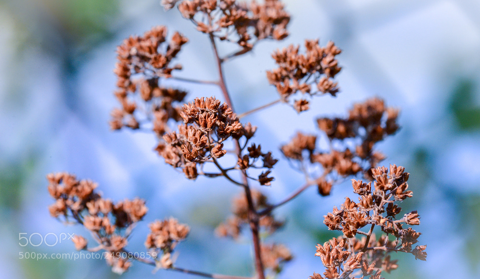 Nikon D600 sample photo. Nature’s details photography