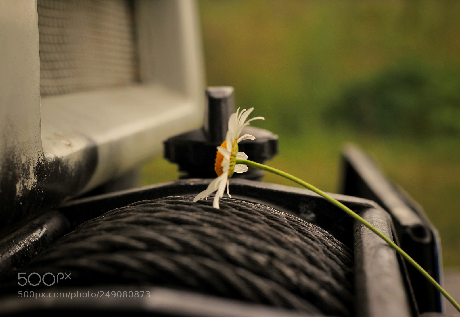 Canon EOS 60D sample photo. Camomile on the russian photography