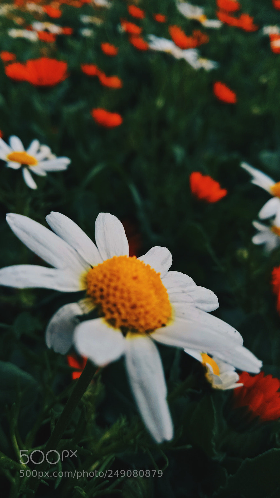 OPPO A1601 sample photo. Untitled photography