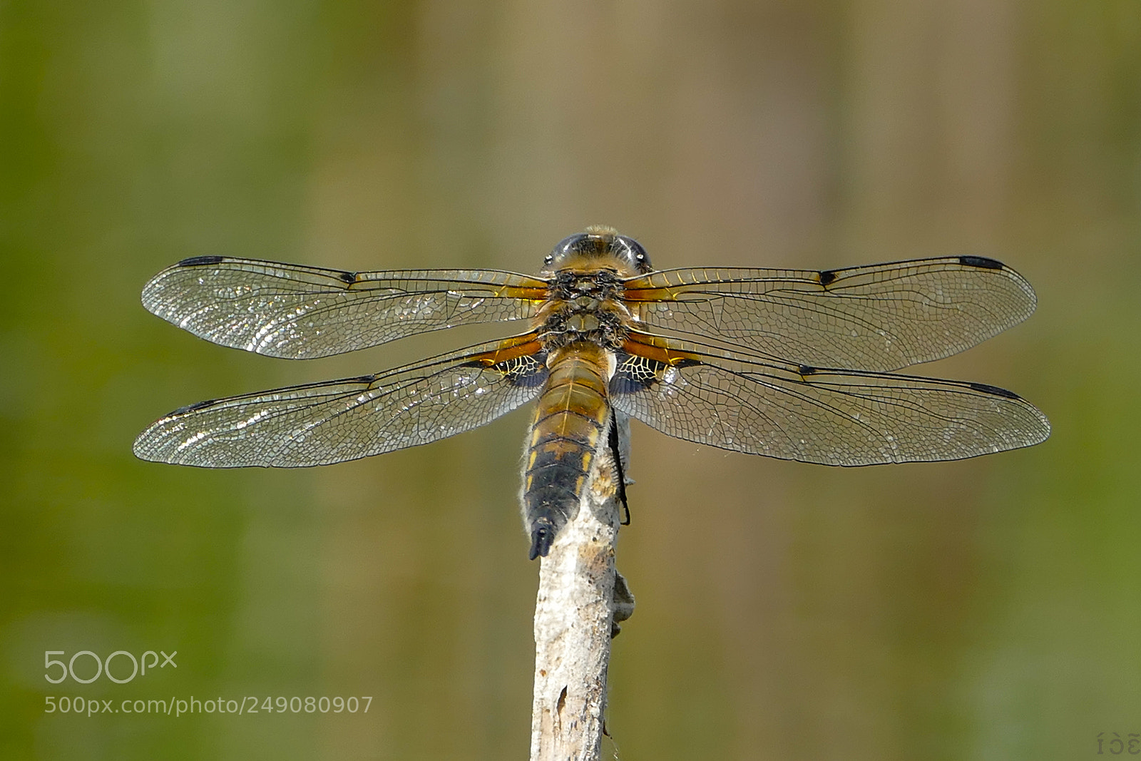 Panasonic Lumix DMC-FZ1000 sample photo. Libellula quadrimaculata photography