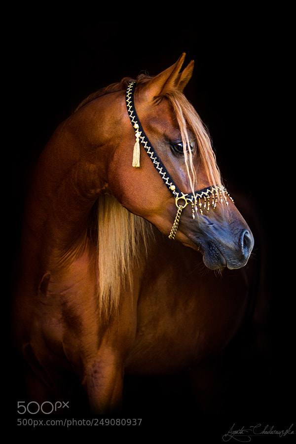 Canon EOS 7D sample photo. Meran photography