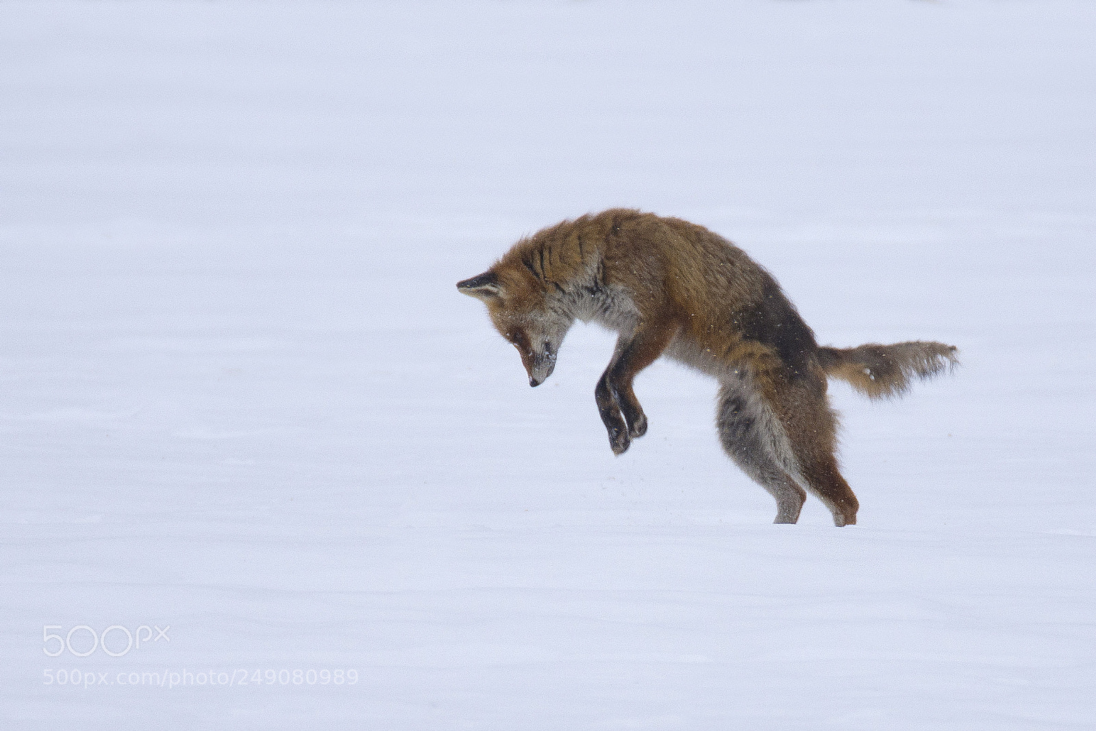 Nikon D7200 sample photo. Winter hunting photography