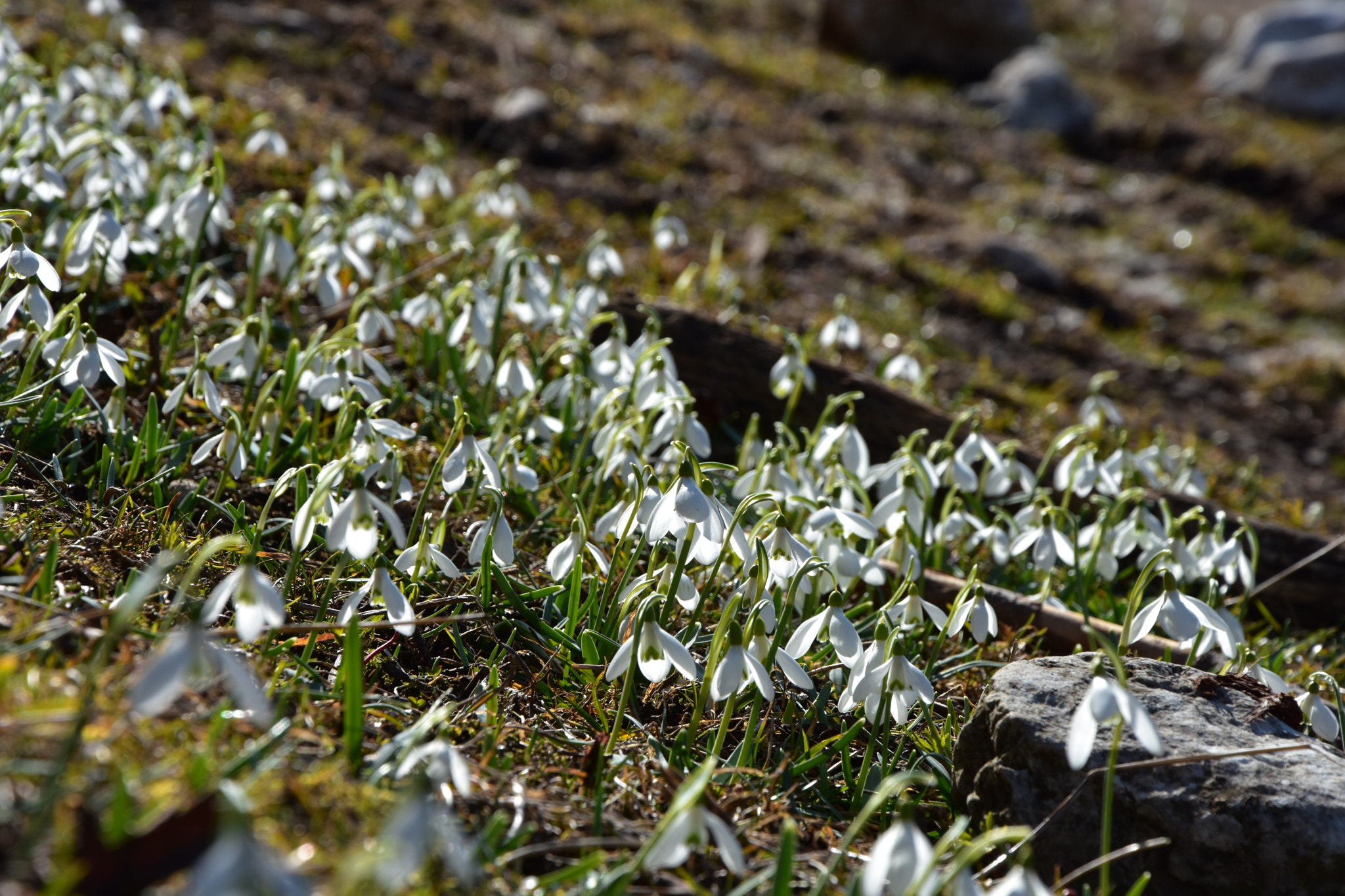 Nikon D7200 sample photo. Acea lumina... photography
