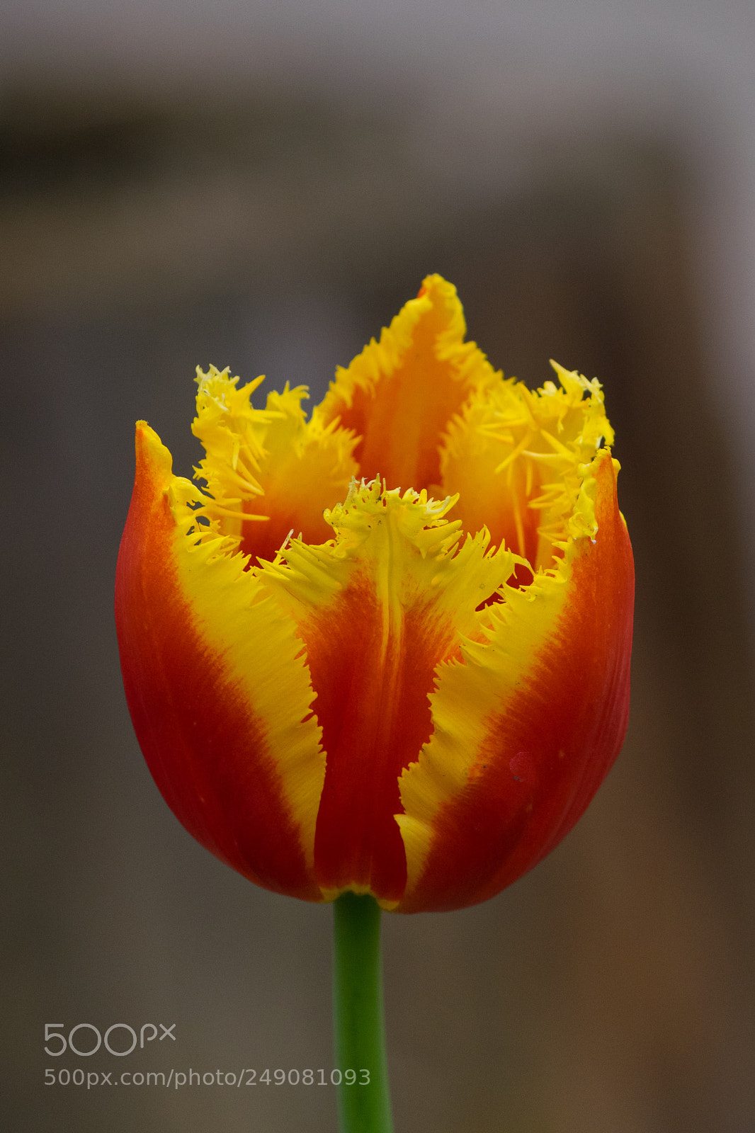 Nikon D5300 sample photo. Tulip (curly) photography