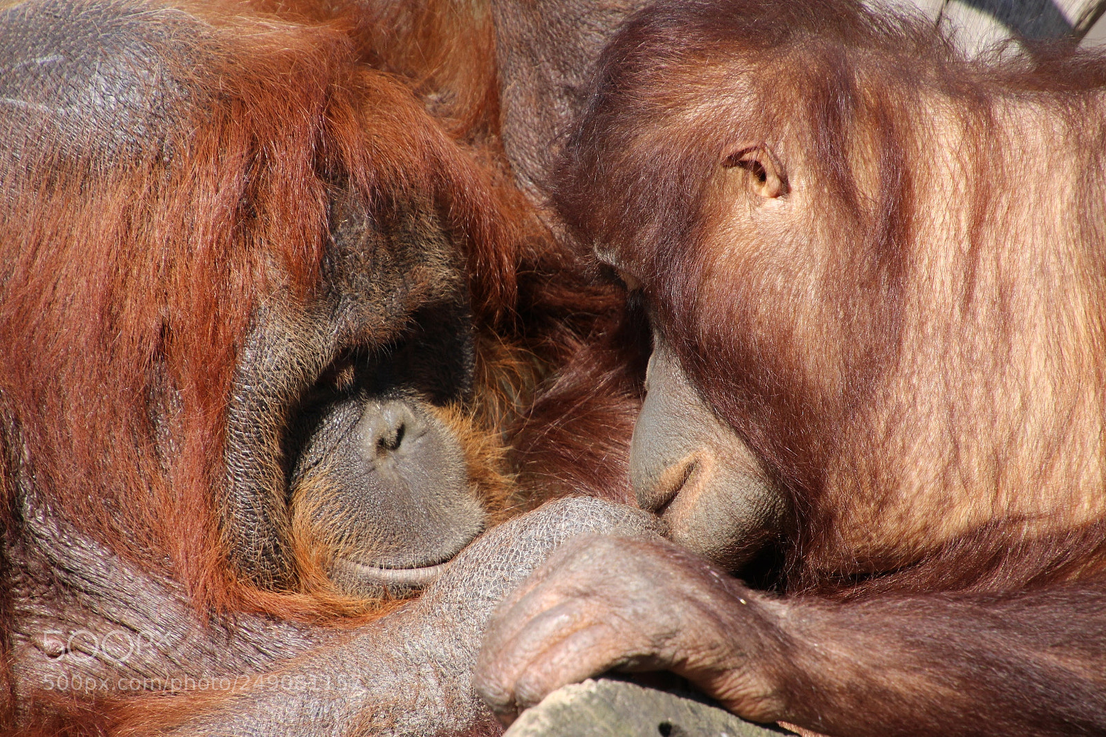 Canon EOS 650D (EOS Rebel T4i / EOS Kiss X6i) sample photo. Orangutans love photography