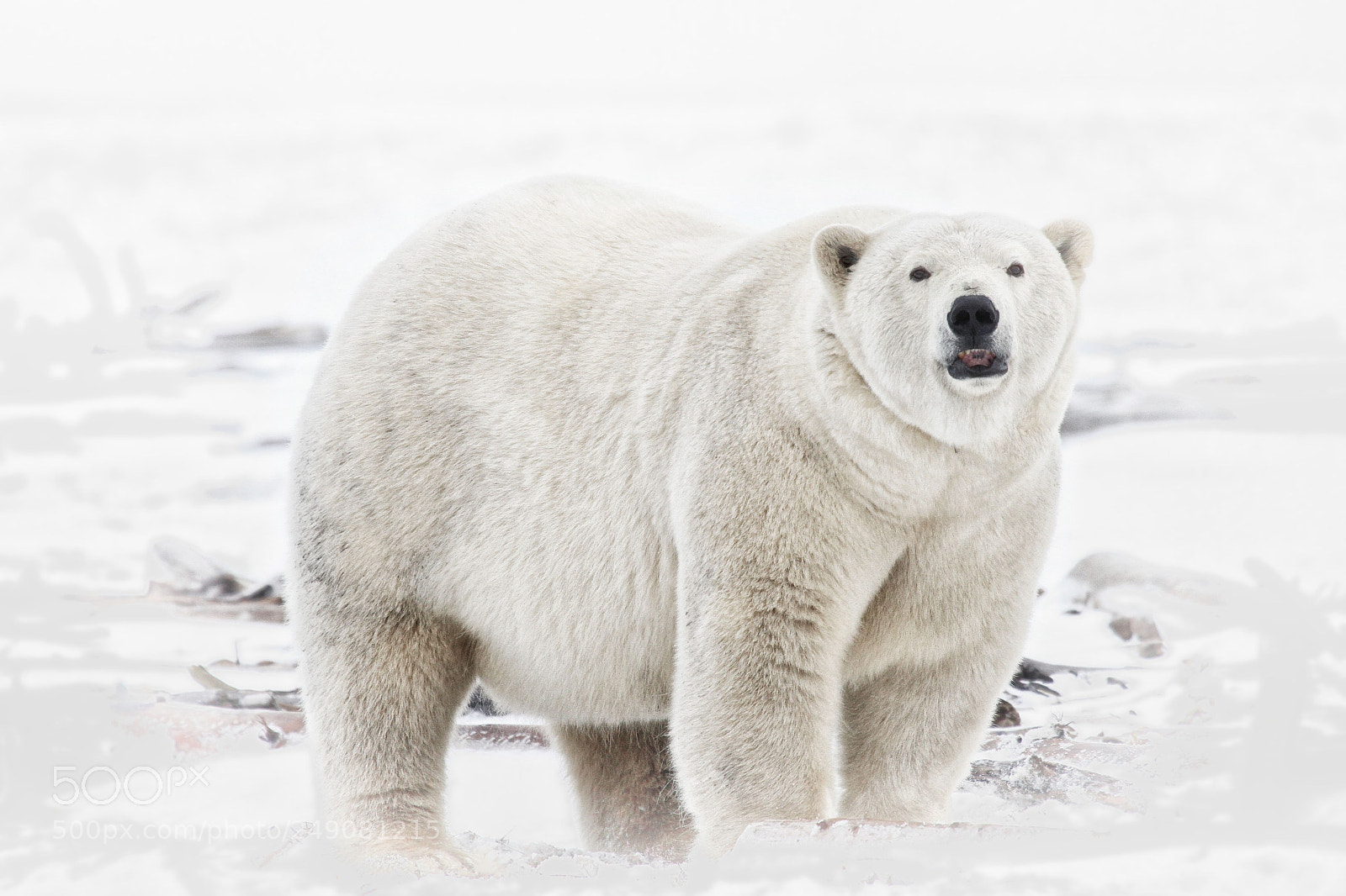 Canon EOS 7D sample photo. Polar power photography