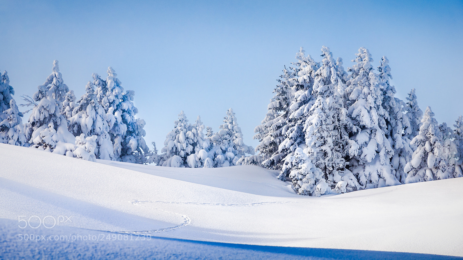 Nikon D7000 sample photo. Fresh snow in the photography