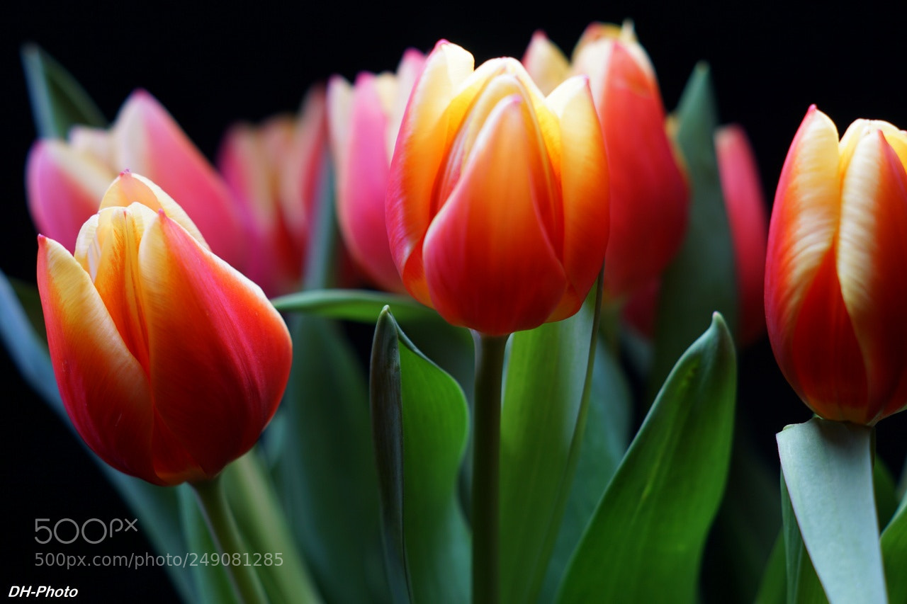 Sony ILCA-77M2 sample photo. Luminous tulips_09 photography