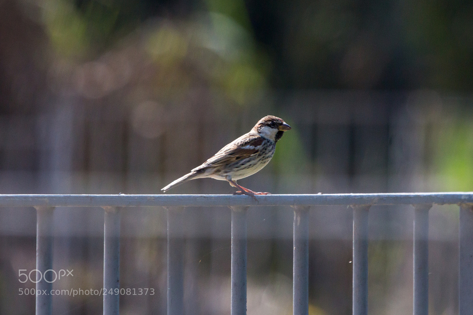 Canon EOS 650D (EOS Rebel T4i / EOS Kiss X6i) sample photo. Img photography