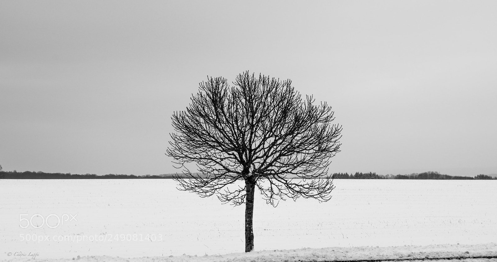 Nikon D5500 sample photo. Alone in the white photography