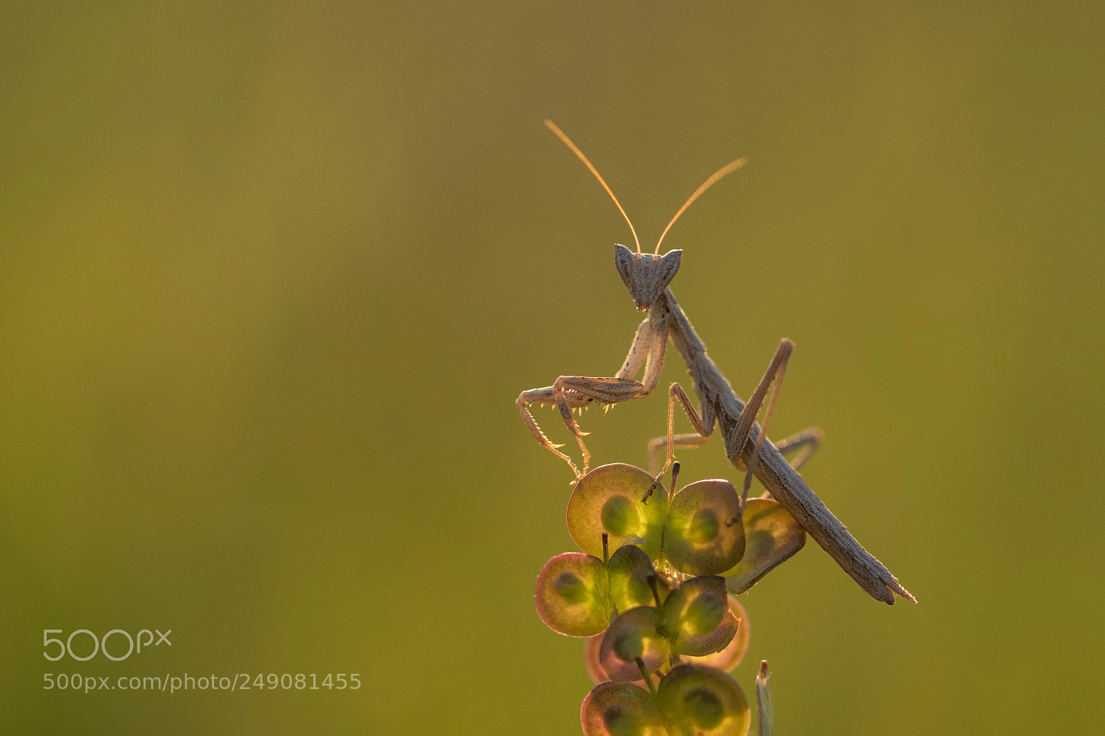 Canon EOS 80D sample photo. Sunset mantis photography