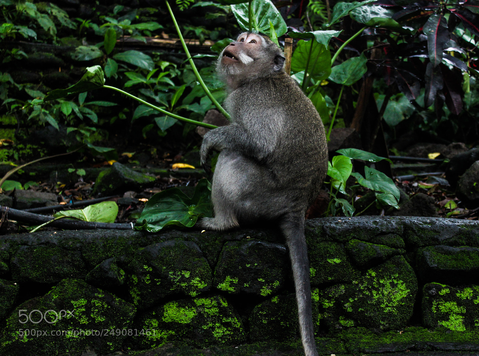 Canon EOS 100D (EOS Rebel SL1 / EOS Kiss X7) sample photo. Monkey photography