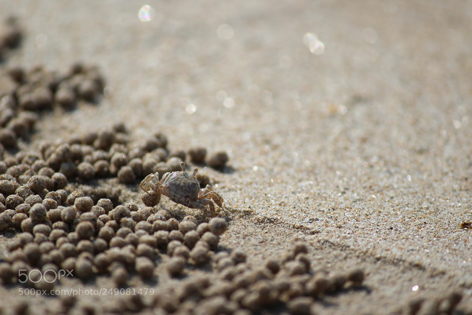 Canon EF-S 55-250mm F4-5.6 IS II sample photo. Crab on the beach photography