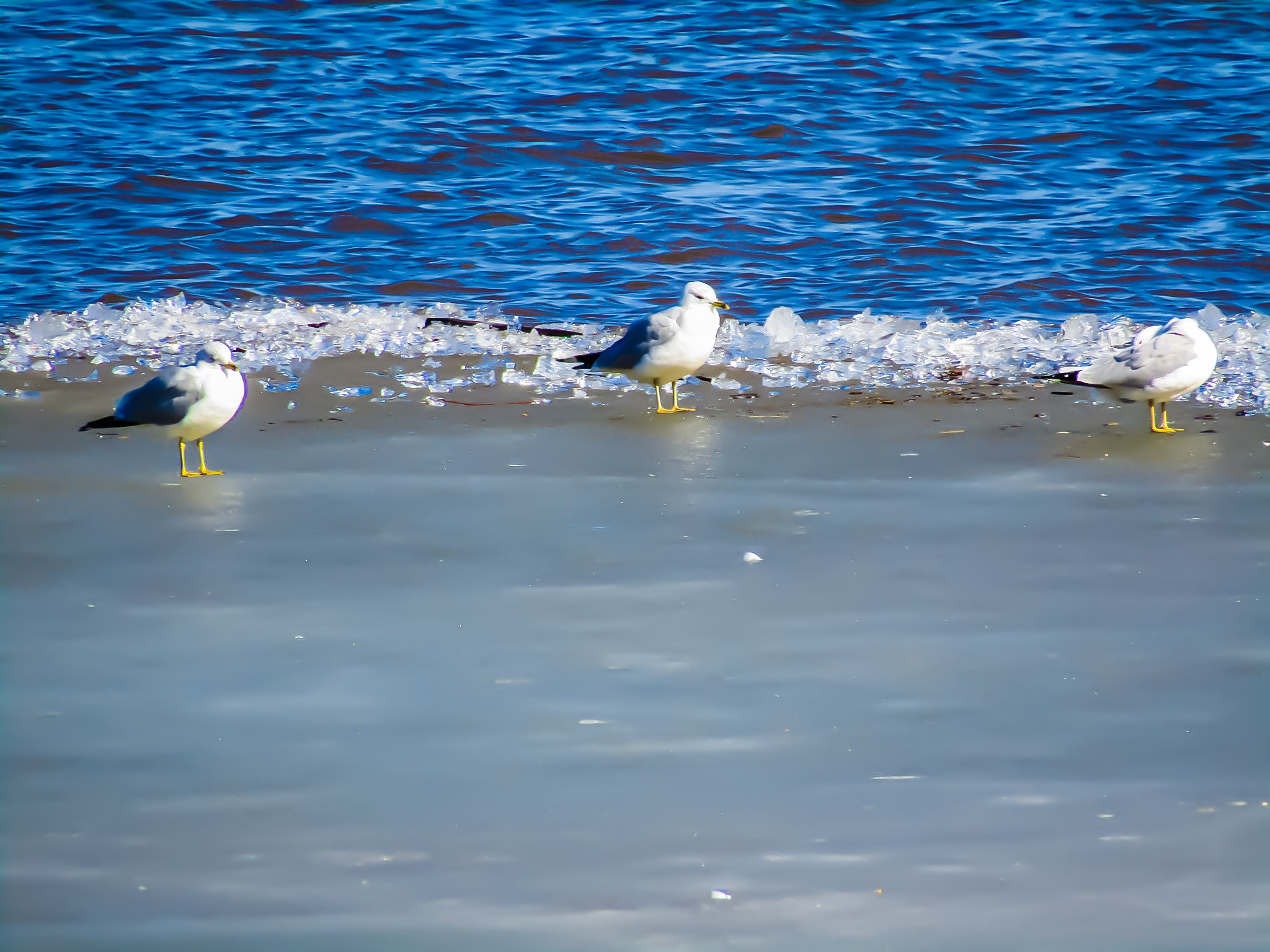 Canon PowerShot SX420 IS sample photo. 3 seagulls photography