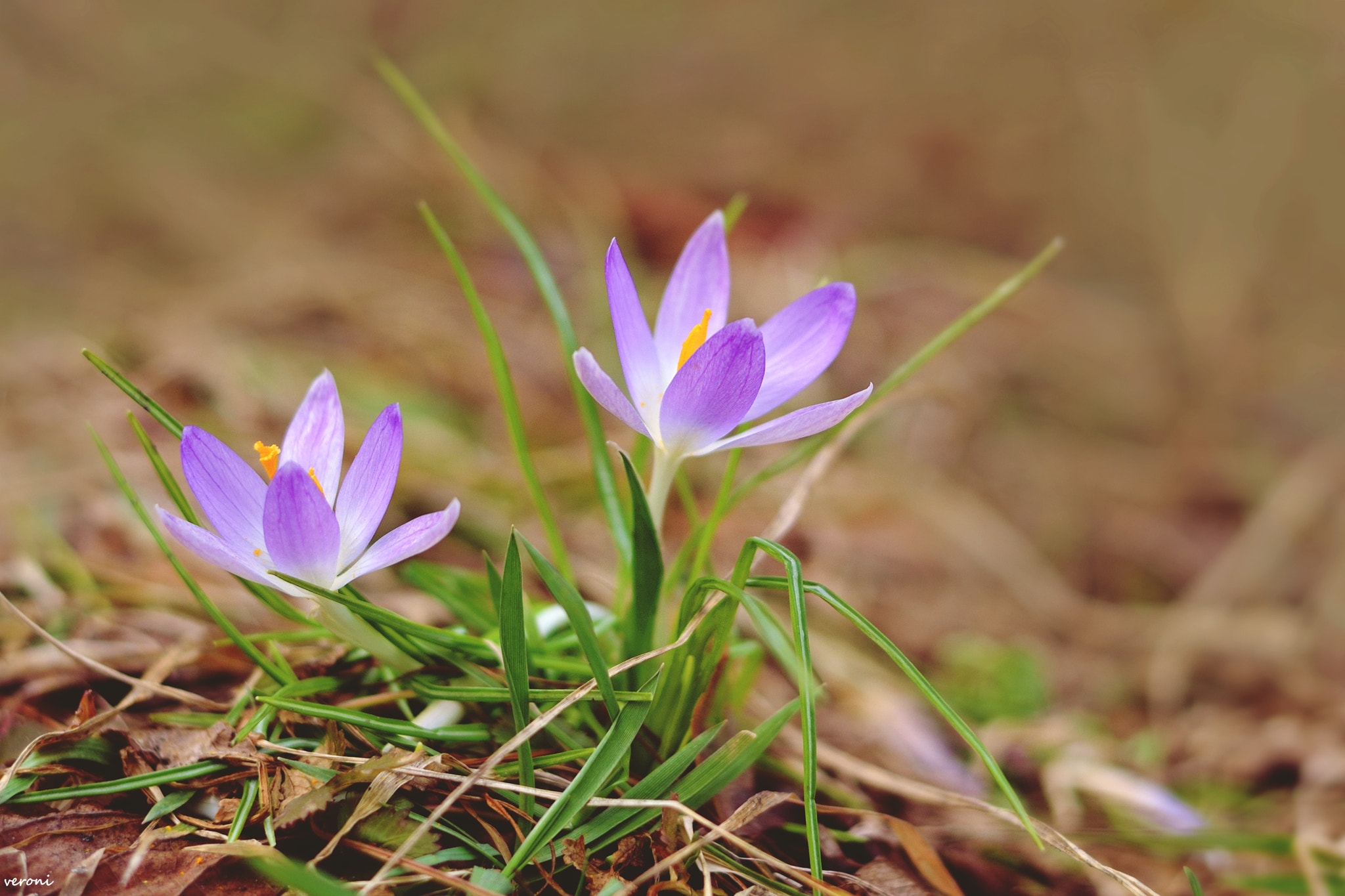 Nikon D3100 + Nikon AF-S Nikkor 50mm F1.8G sample photo. Springtime photography