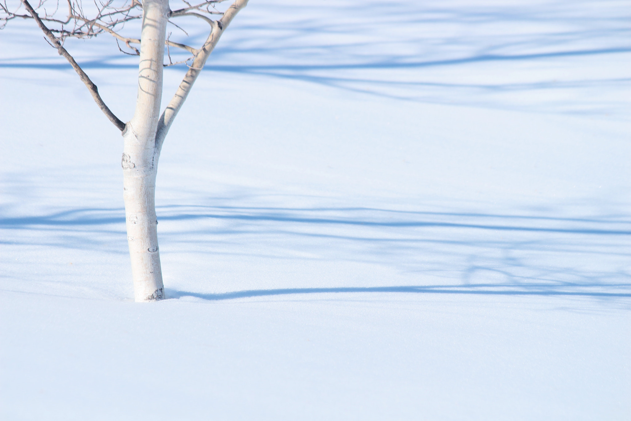 Canon EF-S 55-250mm F4-5.6 IS II sample photo. Winter's tree photography