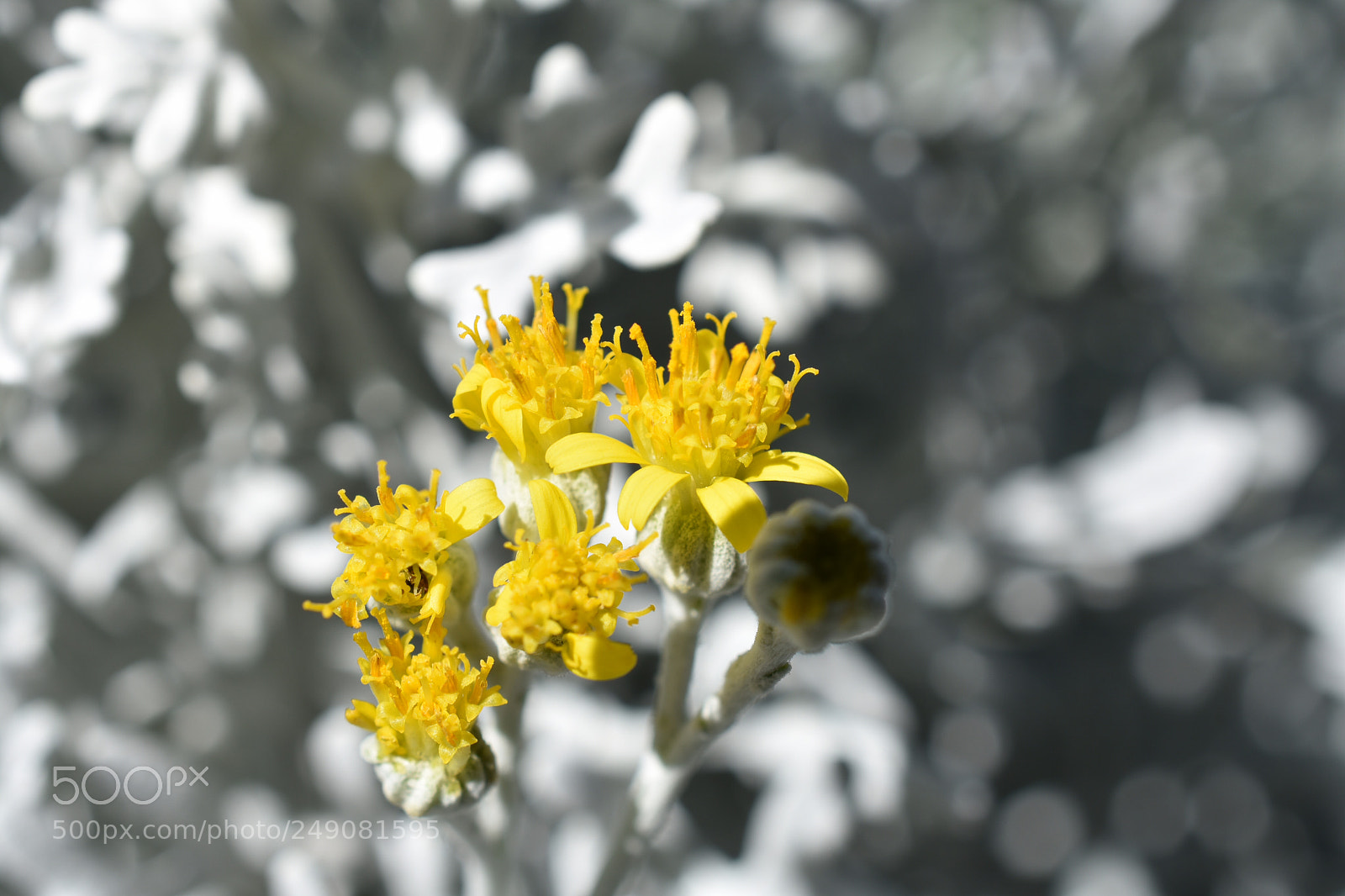 Nikon D3400 sample photo. A glimpse of yellow photography