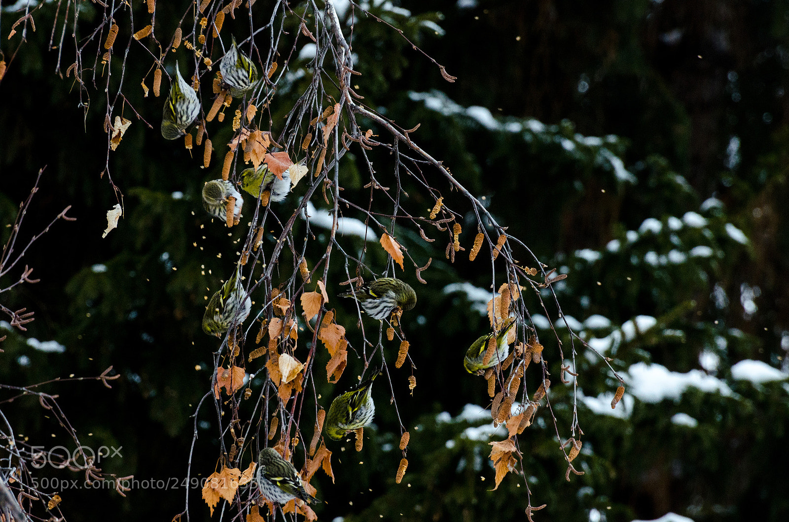 Nikon D7000 sample photo. Eurasian siskin photography