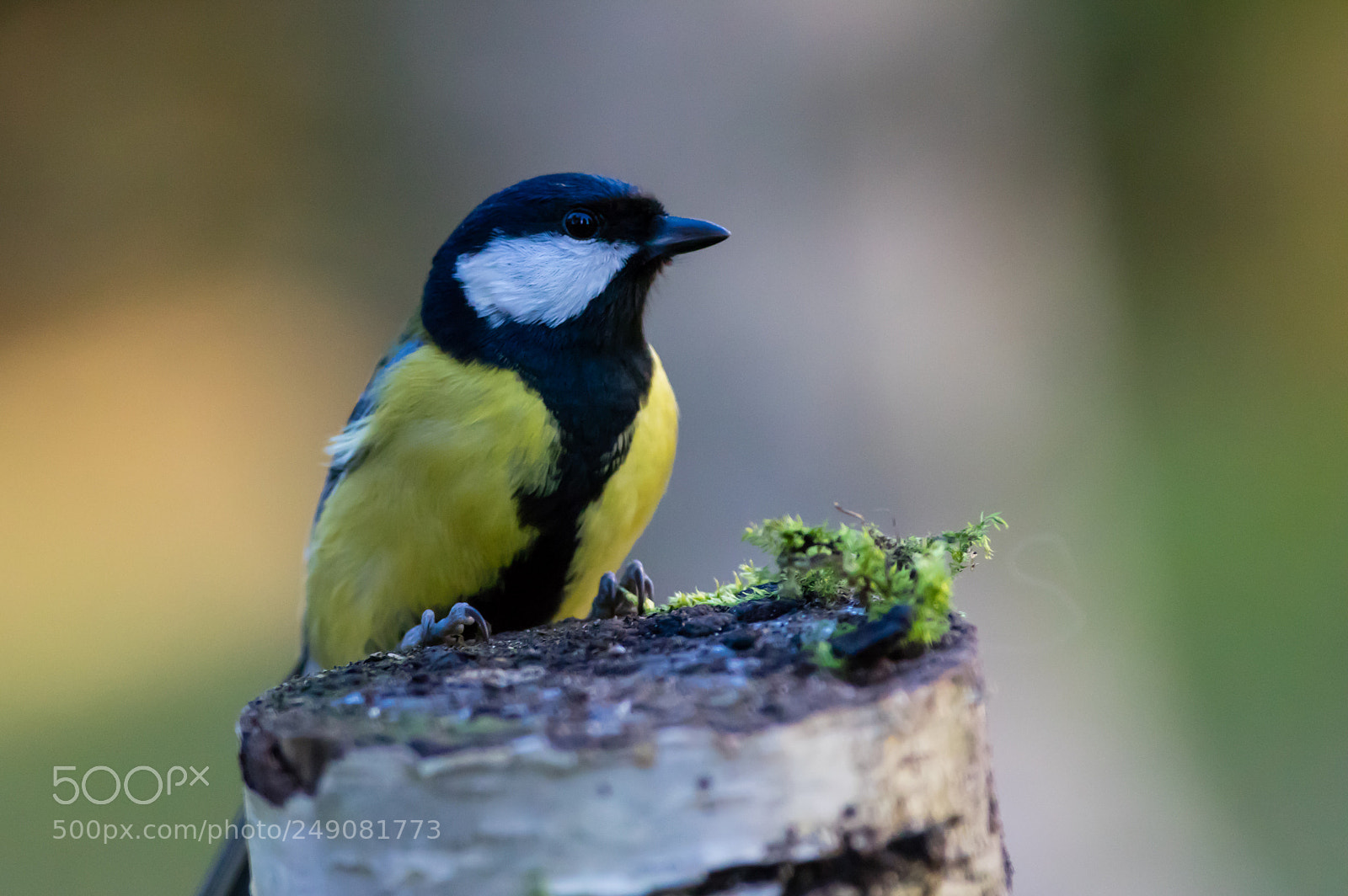 Pentax K-3 sample photo. Great tit photography