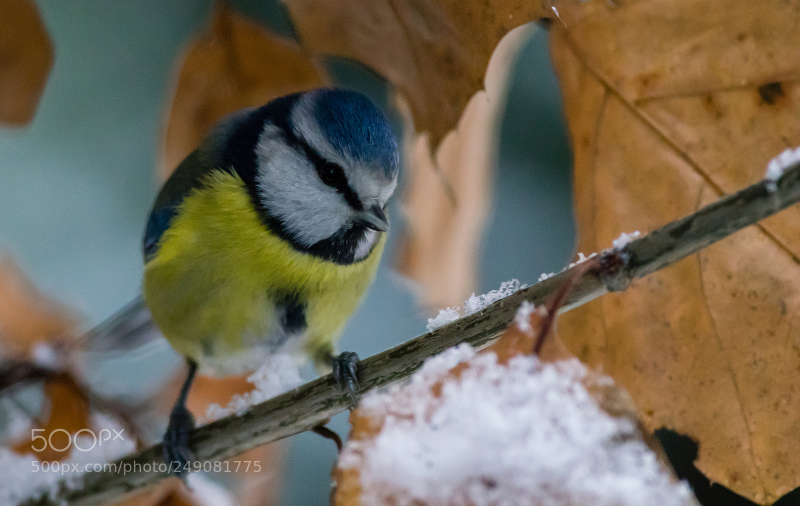 Pentax K-3 sample photo. Blue tit photography