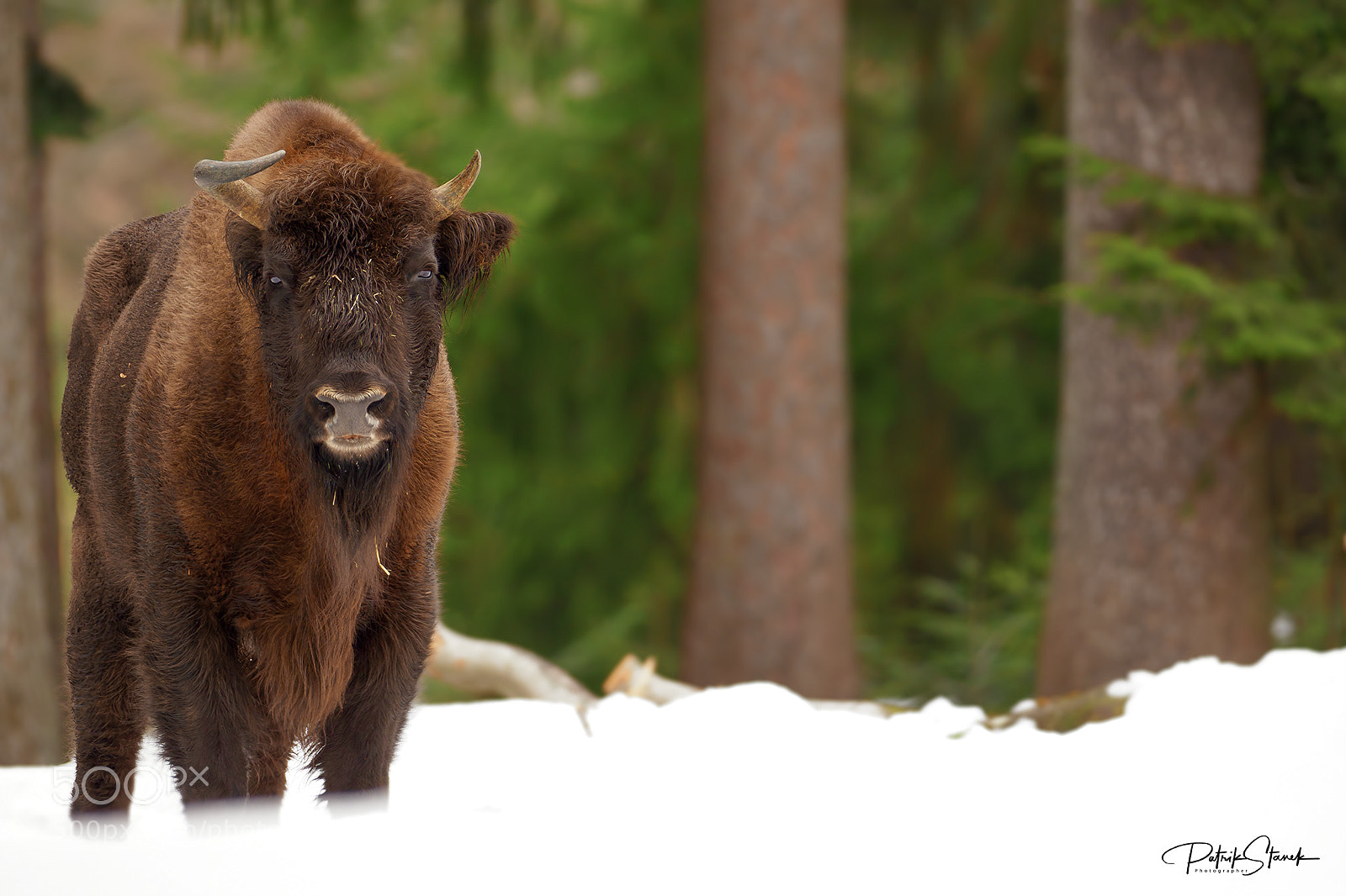 Olympus OM-D E-M1 Mark II sample photo. European bison | germany photography