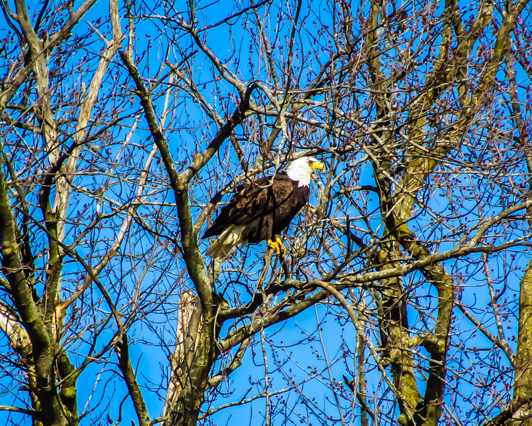 Canon PowerShot SX420 IS sample photo. Perch photography