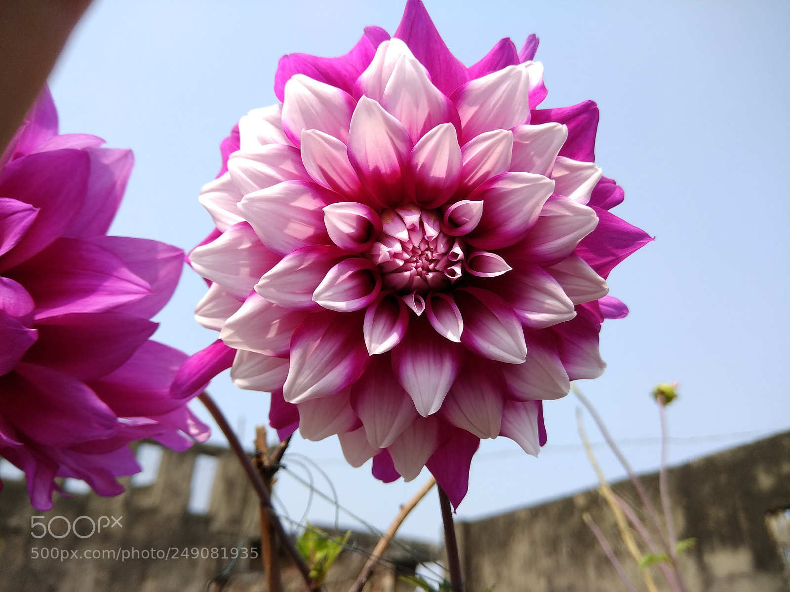 Xiaomi Redmi Note 4 sample photo. Dalia photography