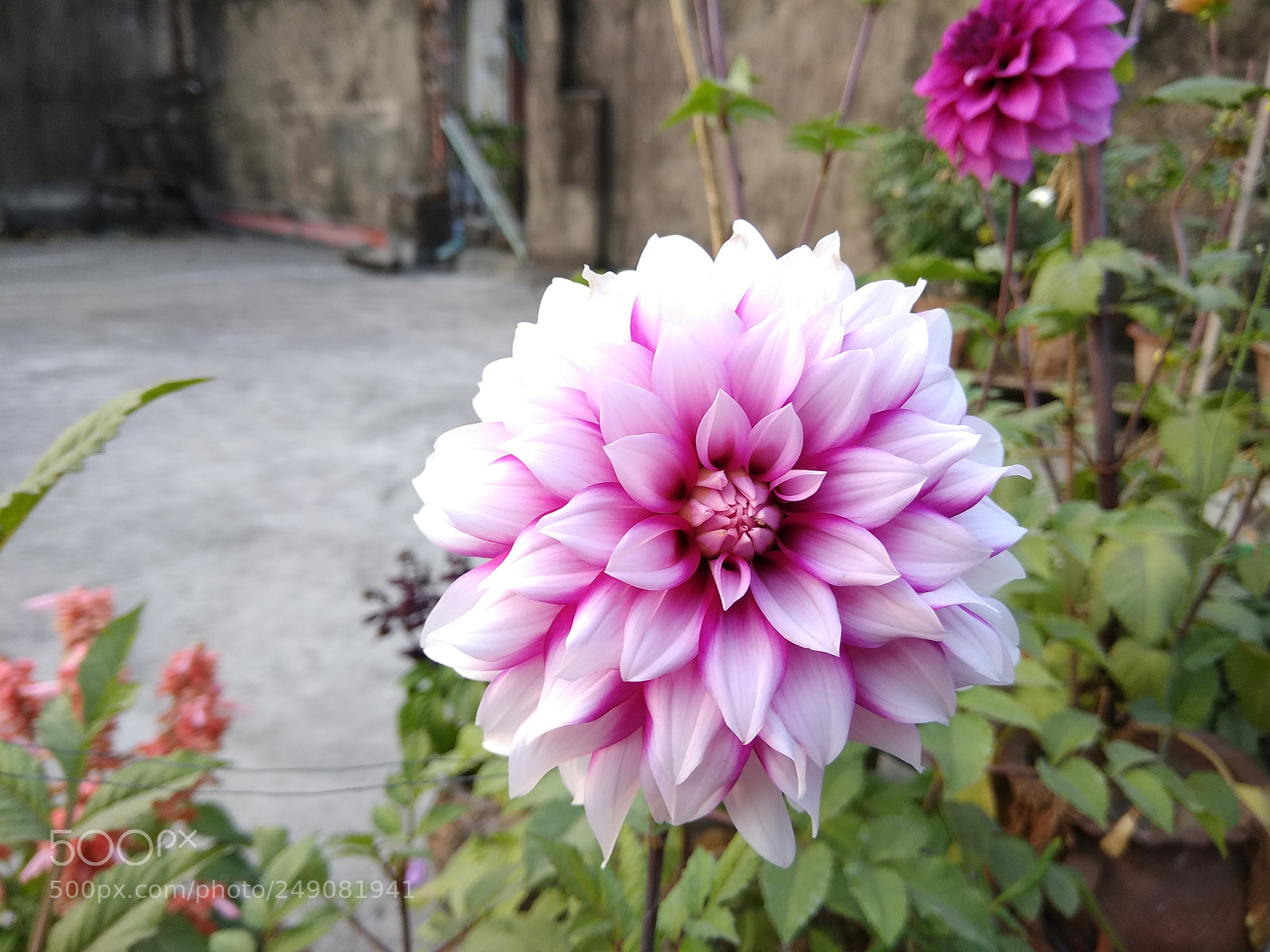 Xiaomi Redmi Note 4 sample photo. Dalia photography