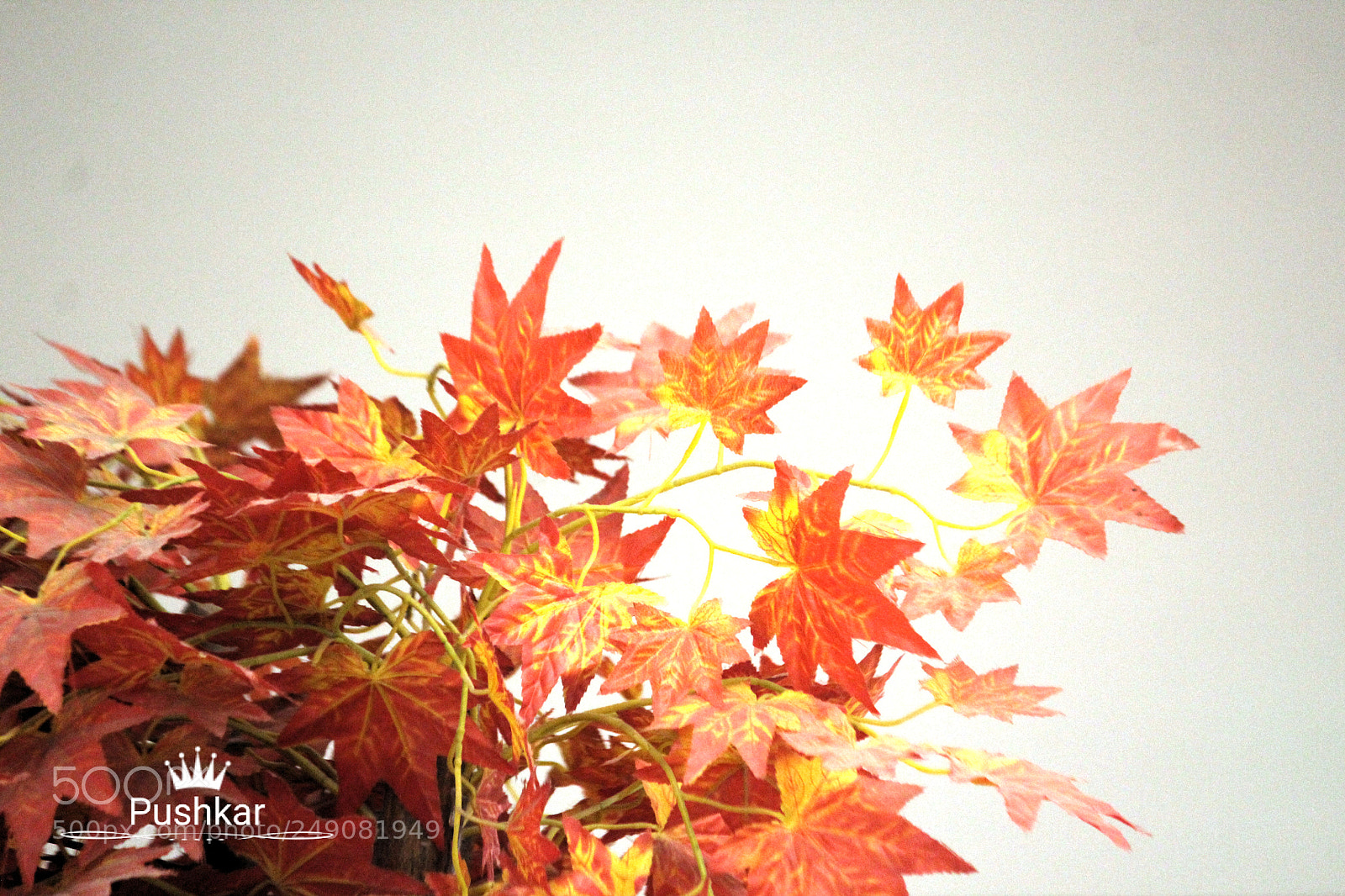 Canon EOS 1200D (EOS Rebel T5 / EOS Kiss X70 / EOS Hi) sample photo. Art photography