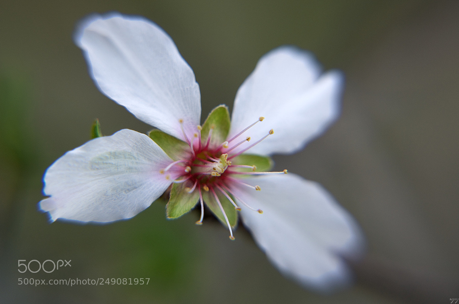 Nikon D3100 sample photo. Spring flower, you're gorgeous? photography