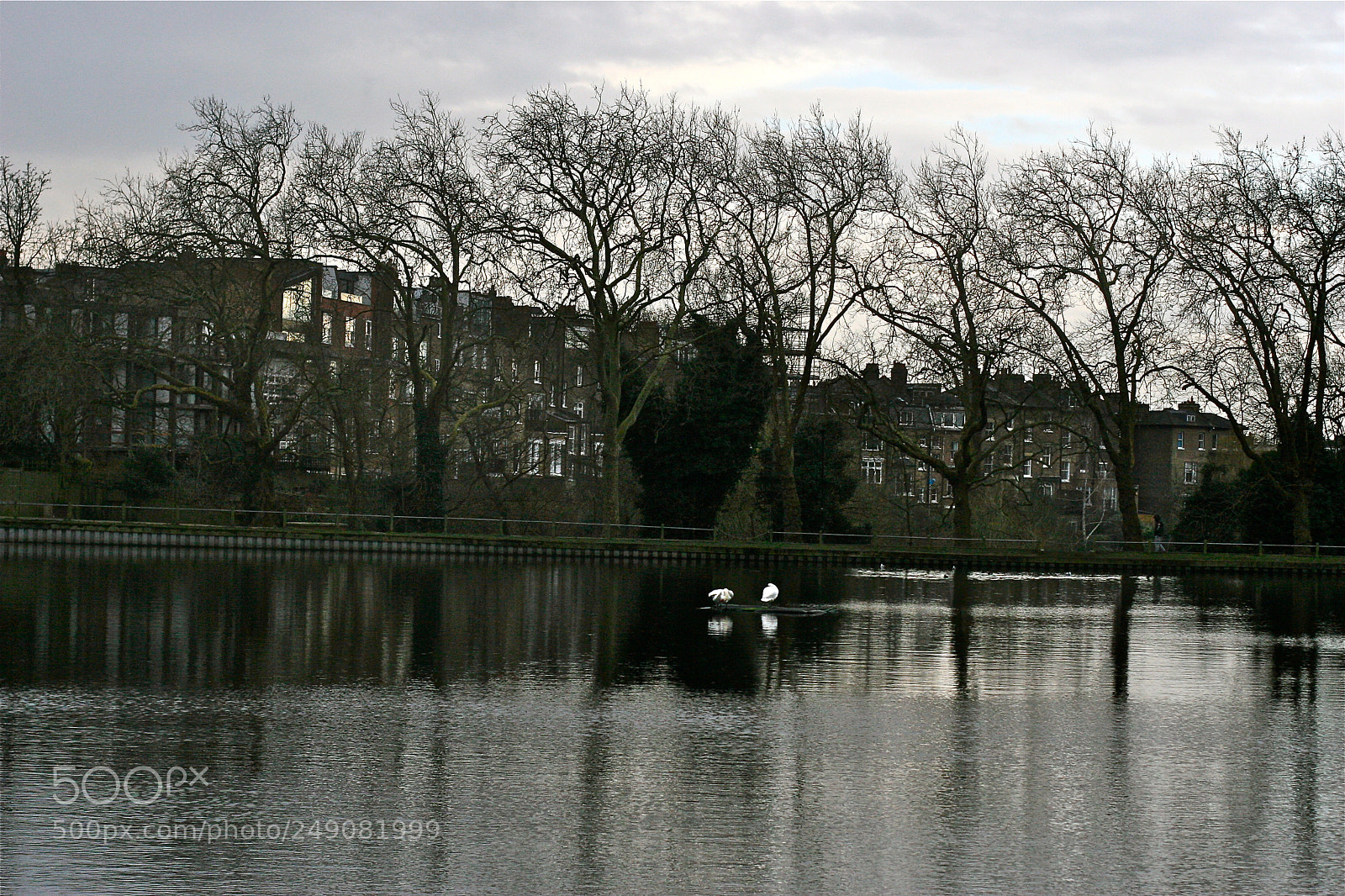 Canon EOS 30D sample photo. Swan lake photography