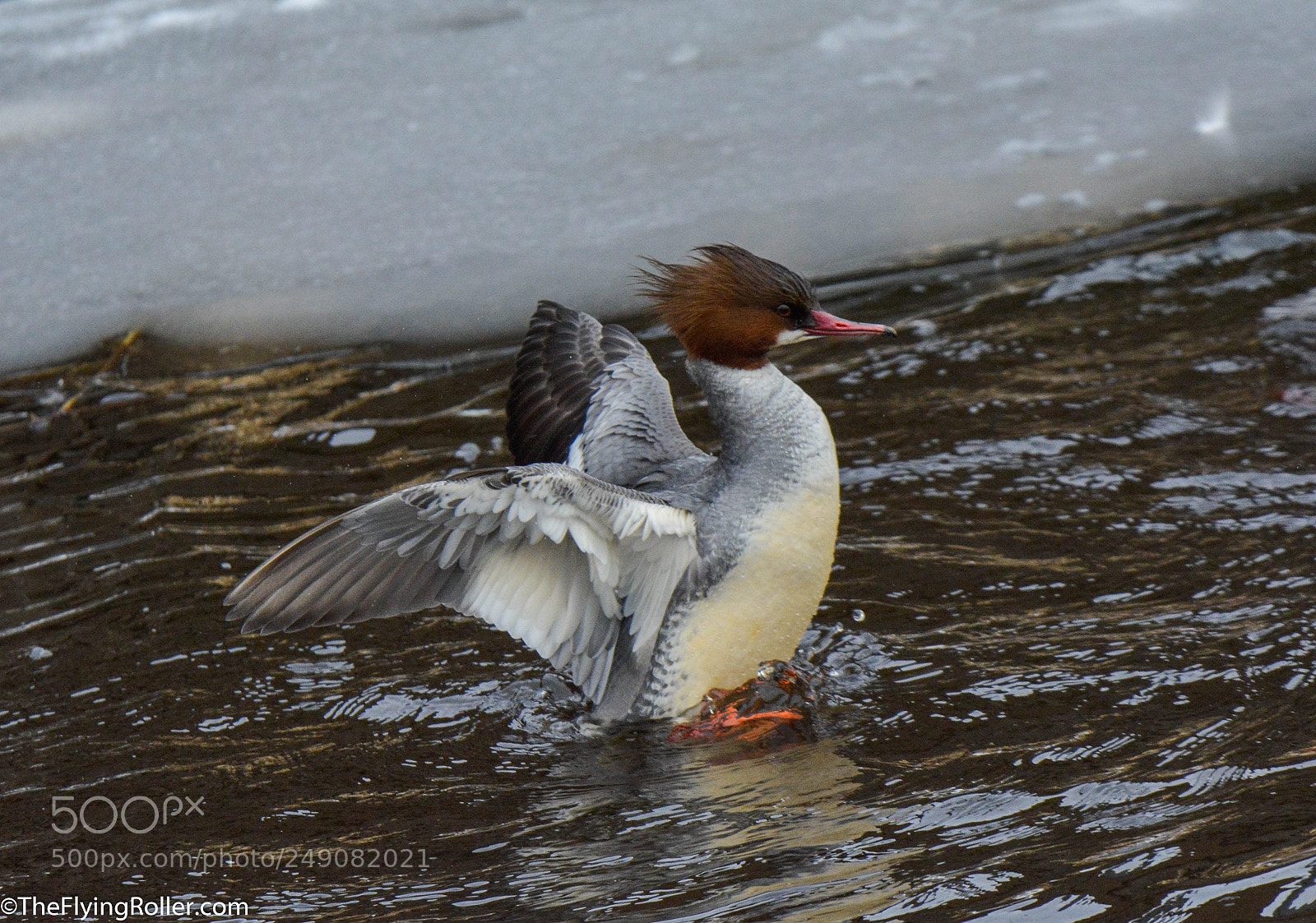 Nikon D5200 sample photo. Ms. merganser photography
