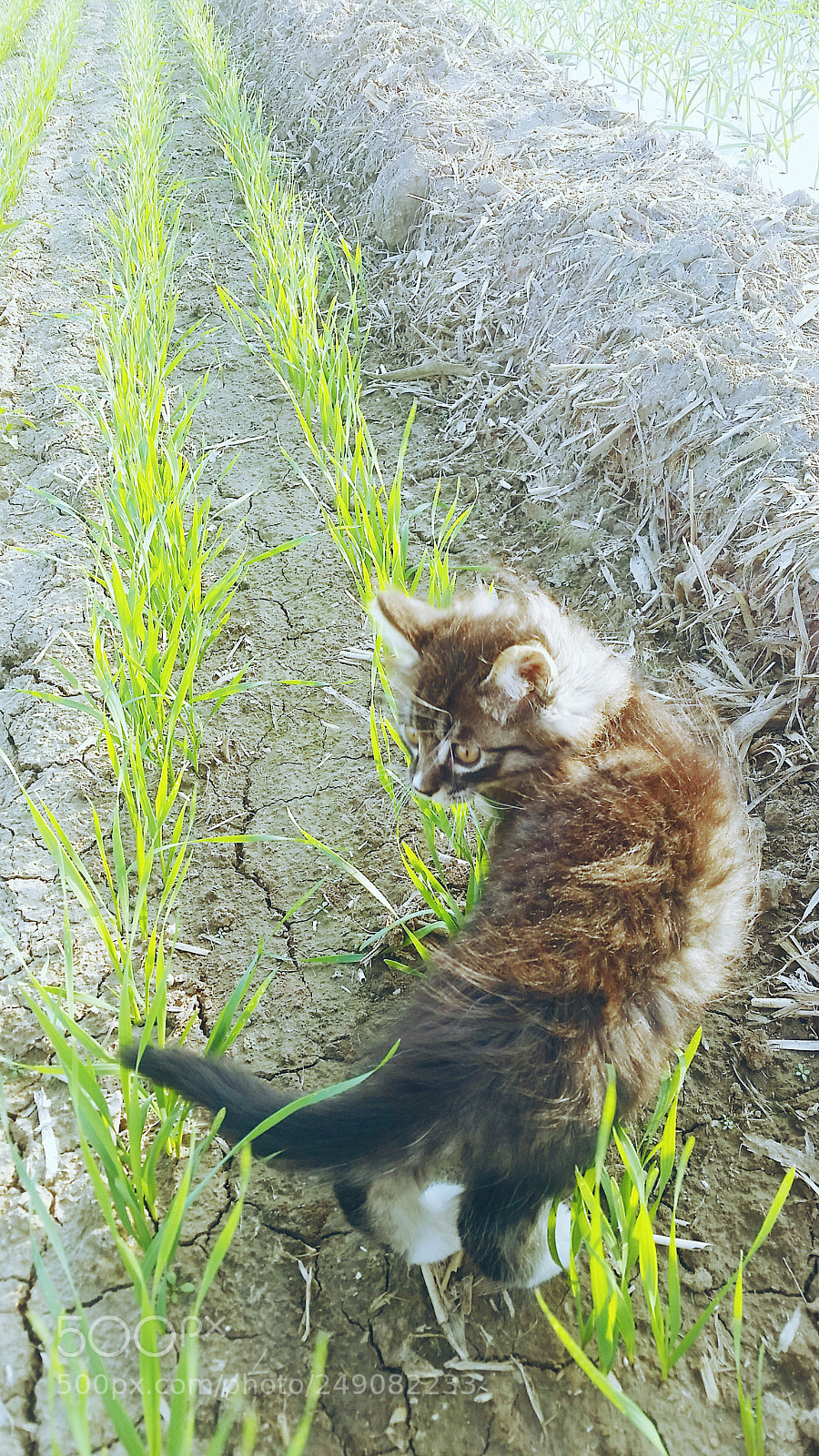 Samsung Galaxy S5 sample photo. In the wheat field photography