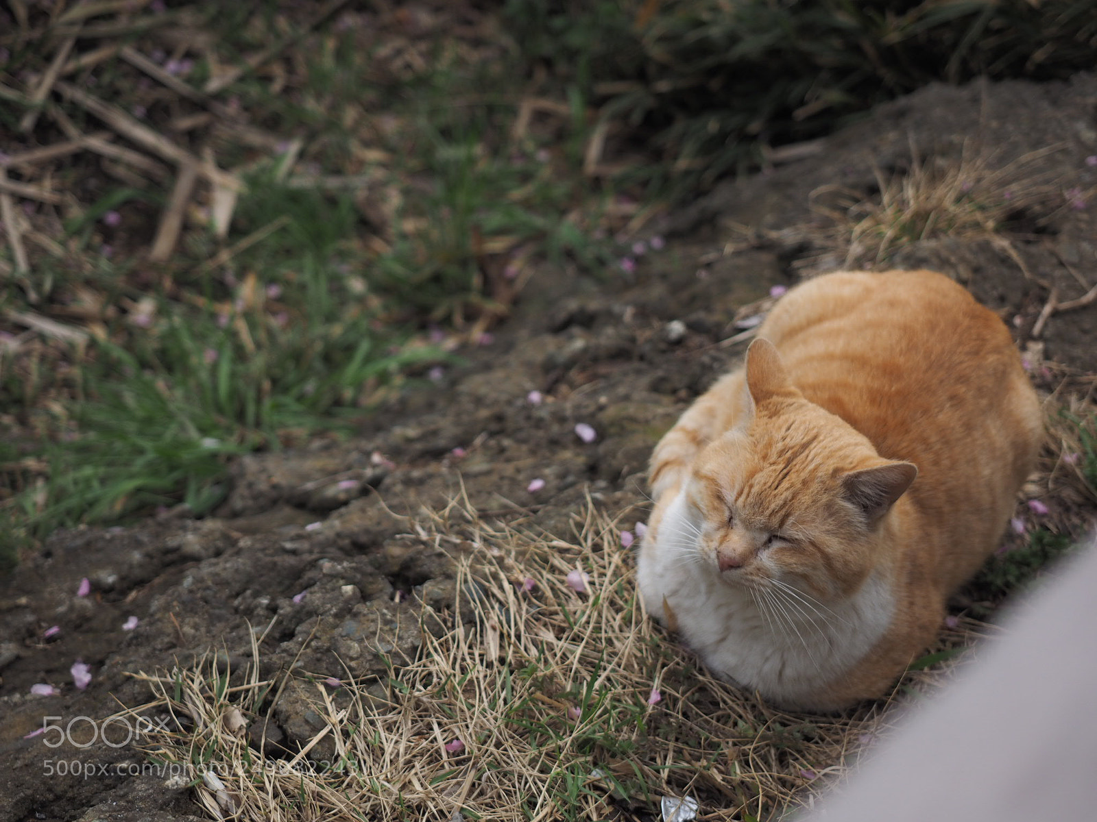 Olympus OM-D E-M1 sample photo. Cat photography