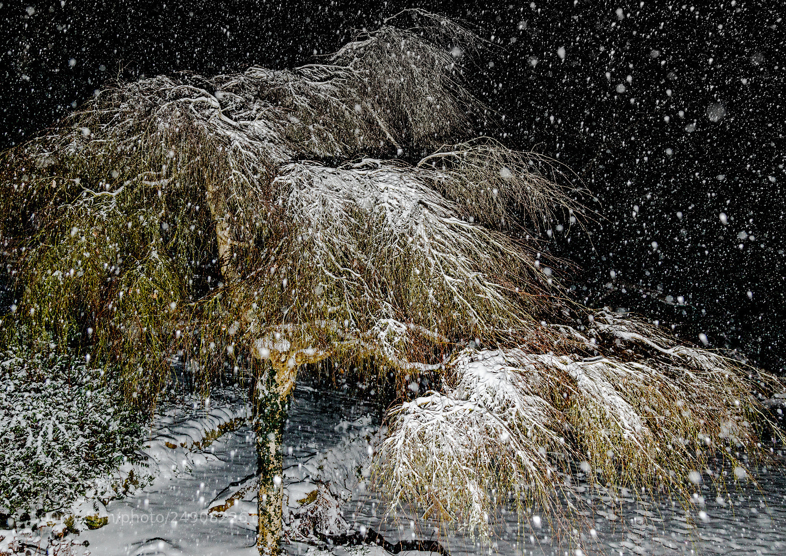 Canon EOS 7D Mark II sample photo. Magical snow fall photography