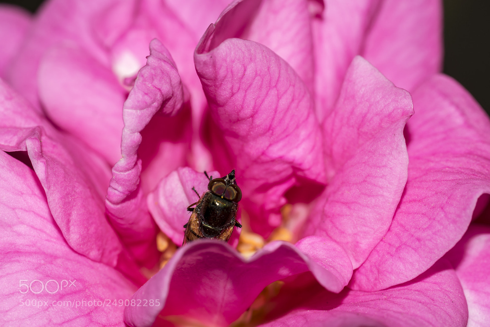 Nikon D5300 sample photo. Peeking out photography