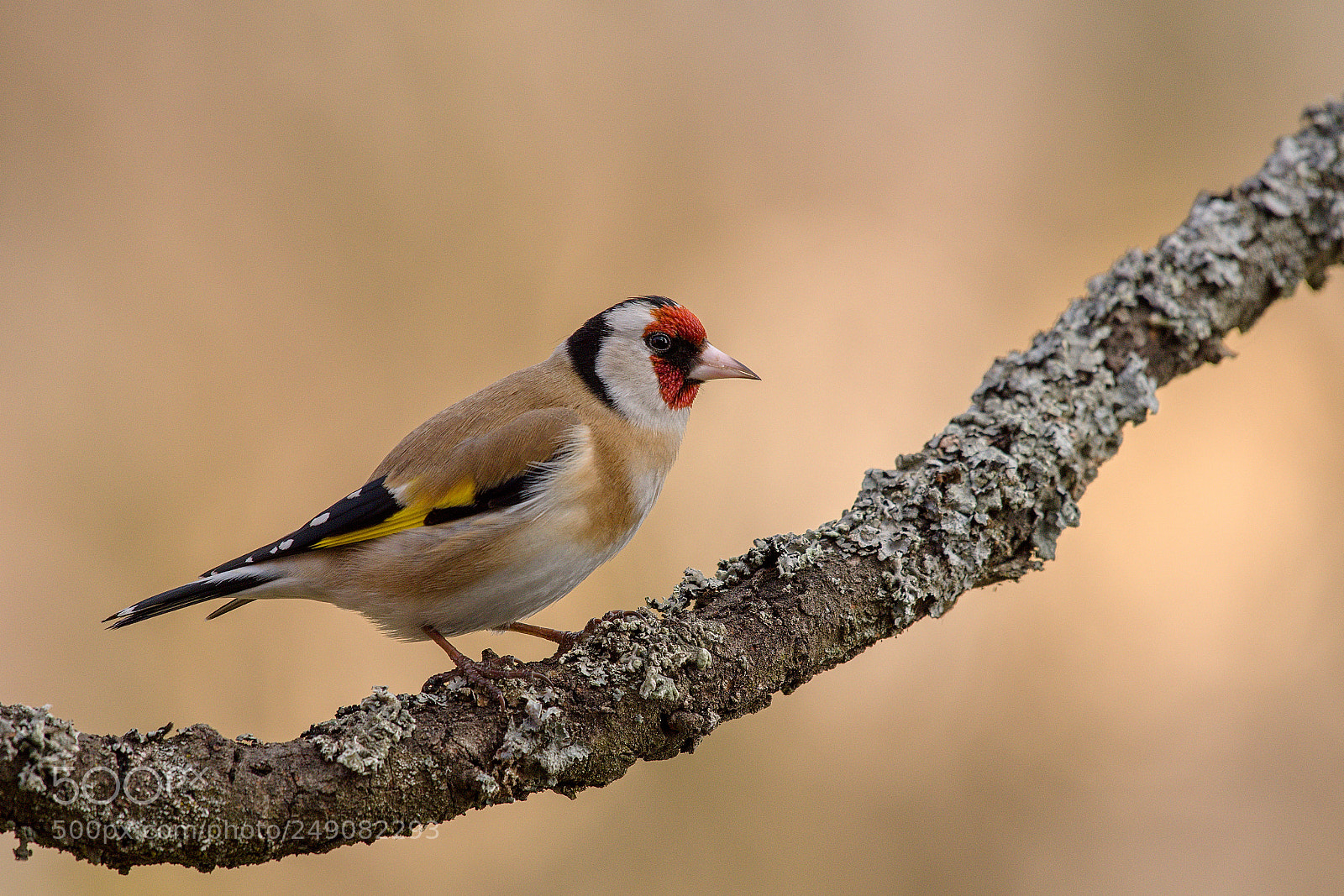 Nikon D500 sample photo. Goldfinch photography