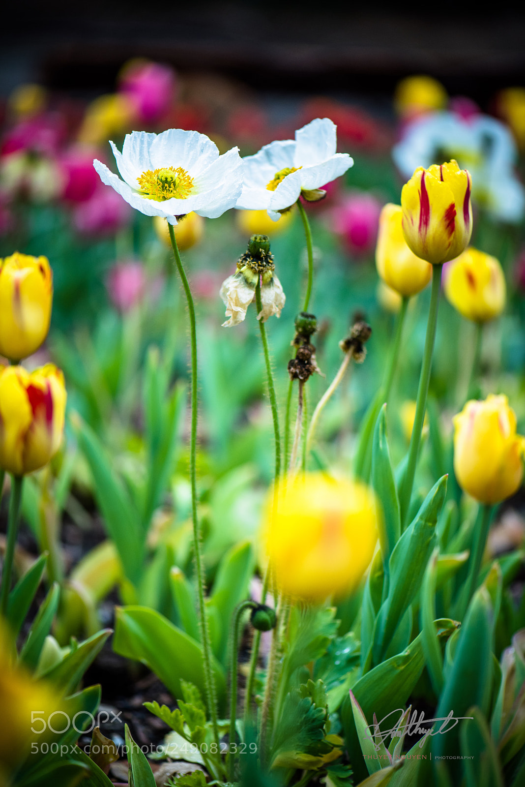 Nikon D810 sample photo. Darling darling stand by photography