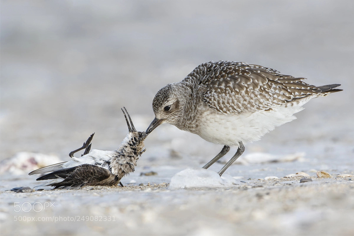 Canon EOS 7D Mark II sample photo. Grey plover photography