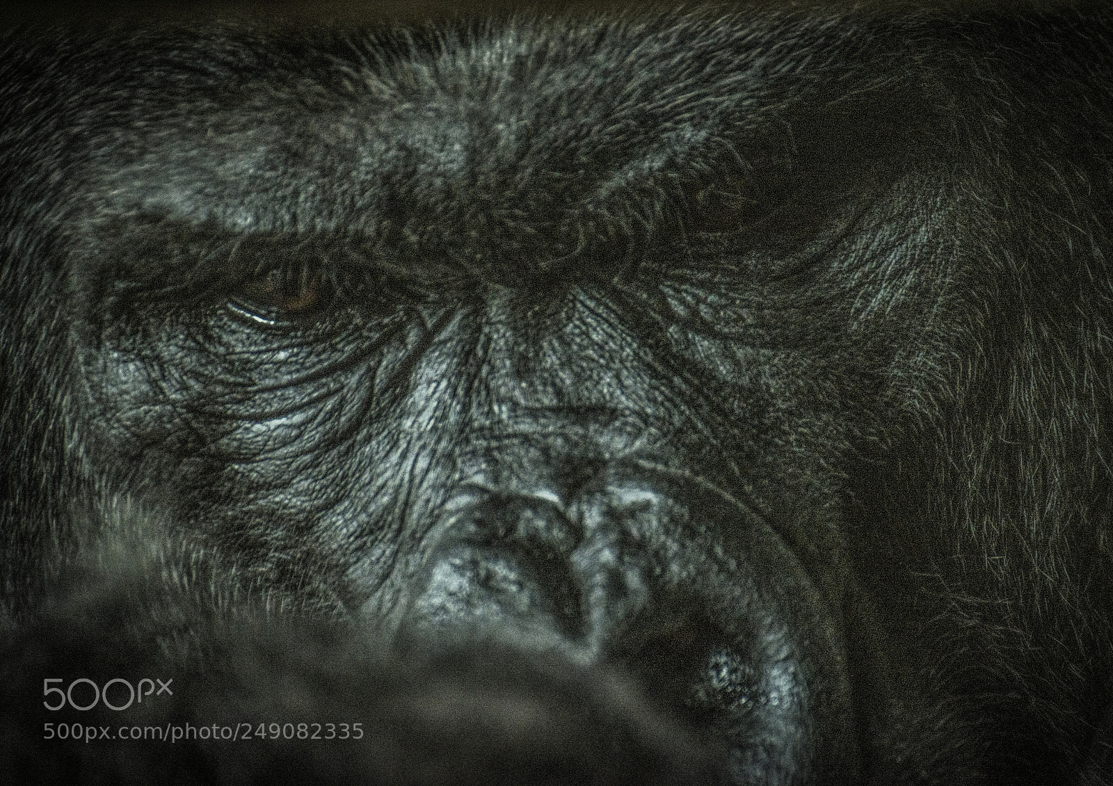 Nikon D610 sample photo. Male gorilla iv photography