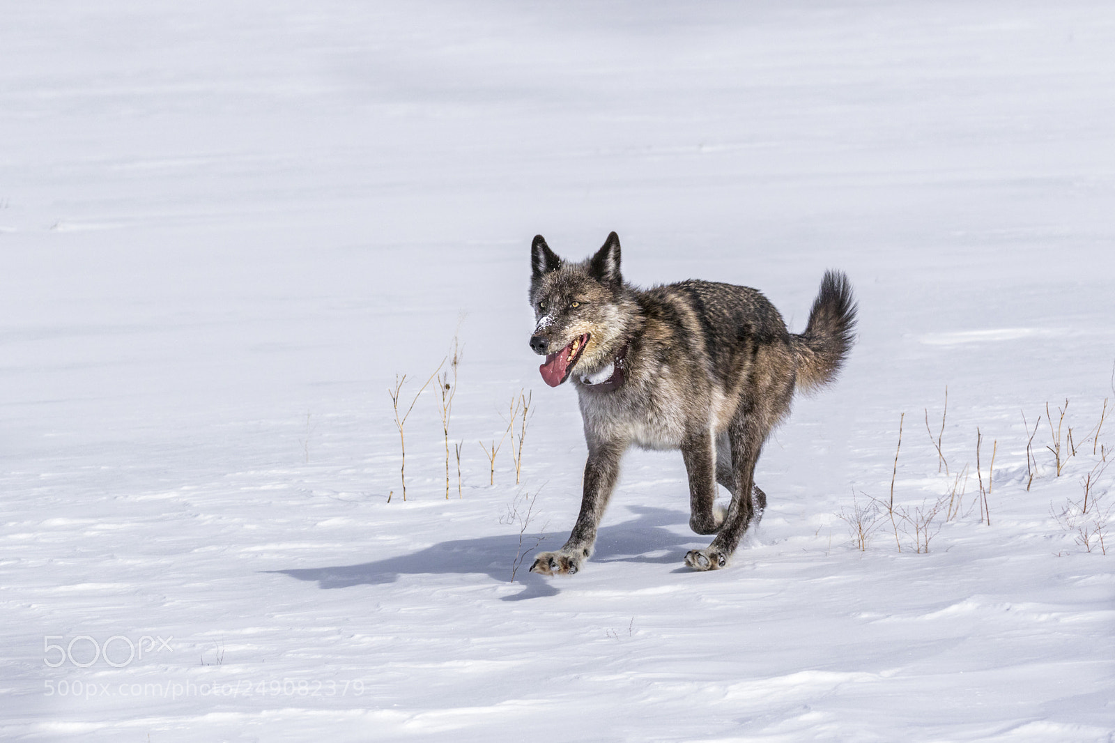 Canon EOS 7D Mark II sample photo. F alpha female ynp photography