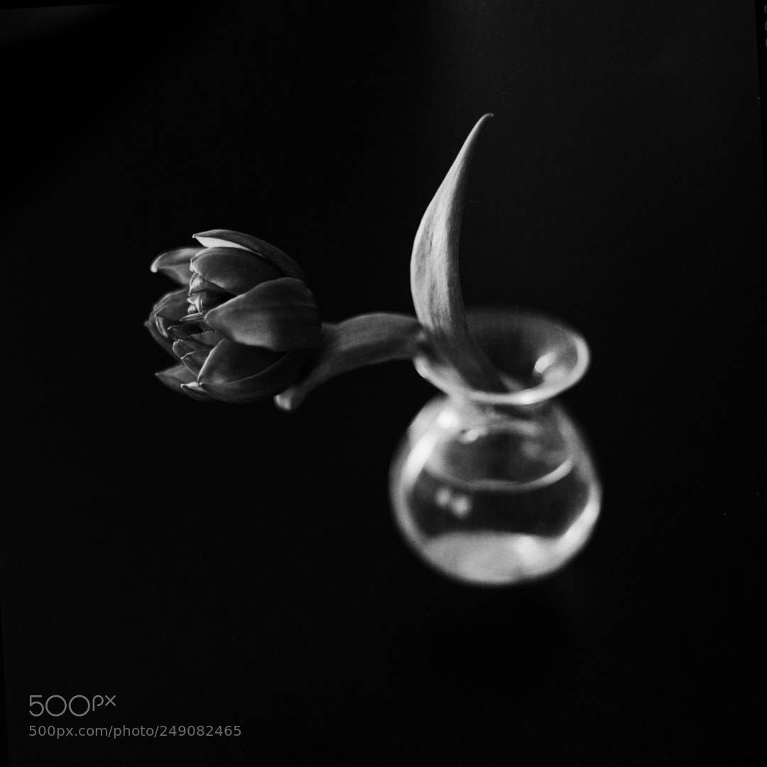Canon EOS 60D sample photo. Flower photography