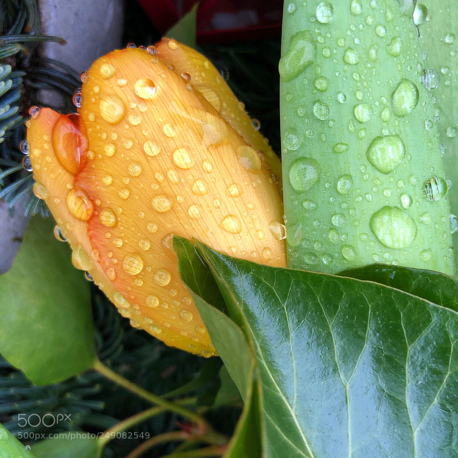 Apple iPhone 8 Plus sample photo. Helleajensen flowers blumen fiori photography