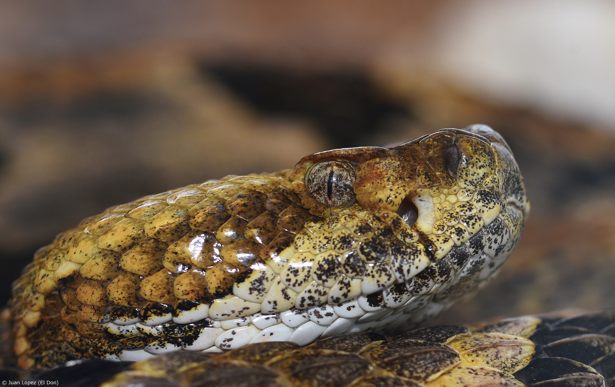 Nikon D7200 + Sigma 105mm F2.8 EX DG OS HSM sample photo. Snake...unique pattern..!! photography