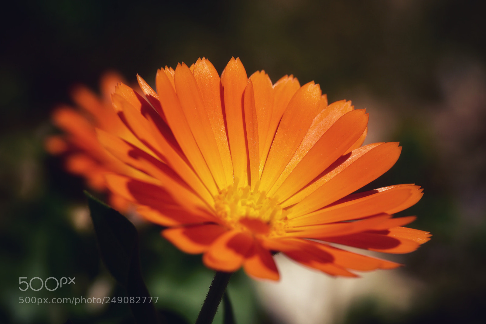 Nikon D7200 sample photo. Flower photography