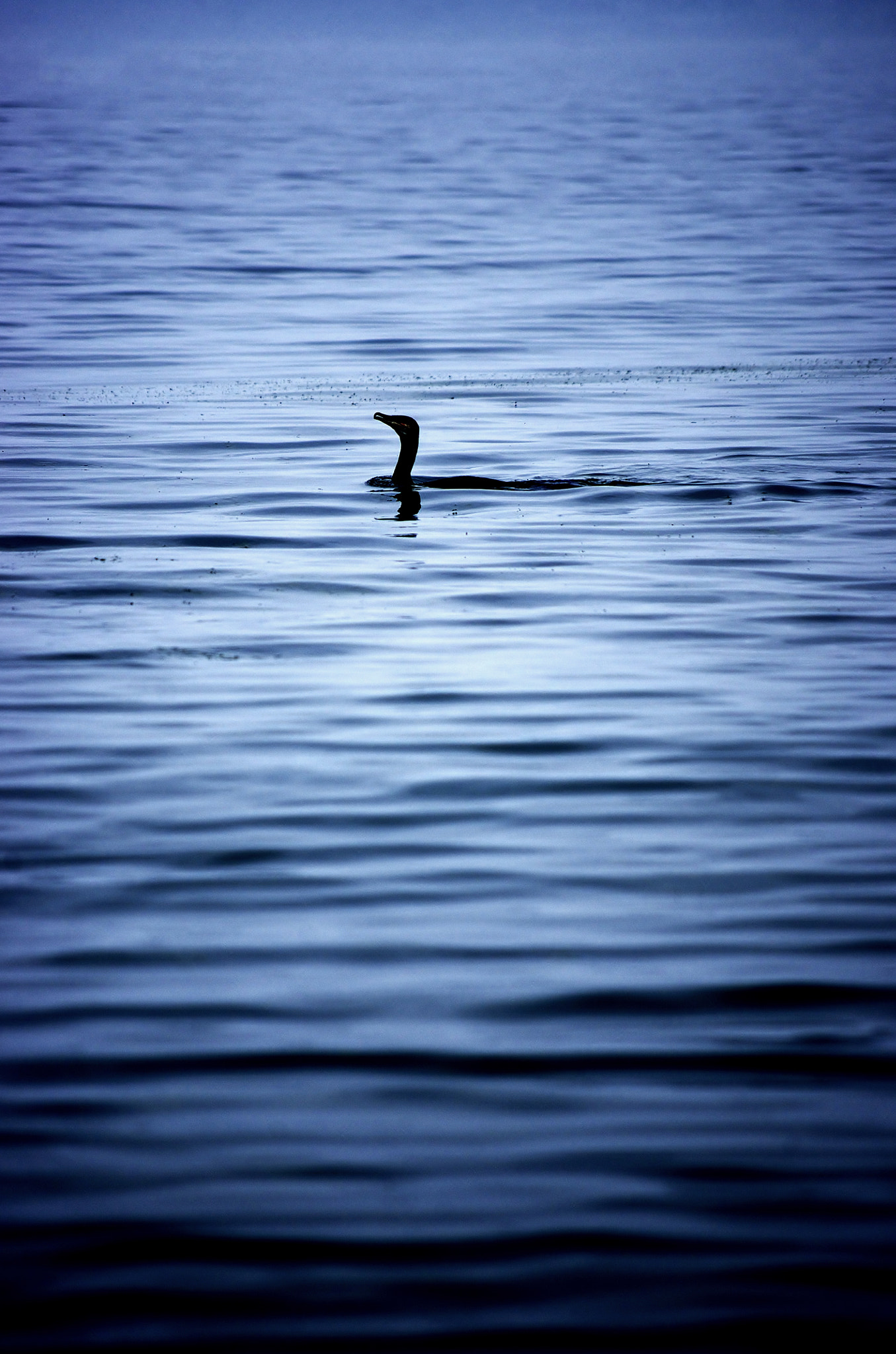 Pentax K-x + smc PENTAX-DA L 50-200mm F4-5.6 ED sample photo. Cormorant photography