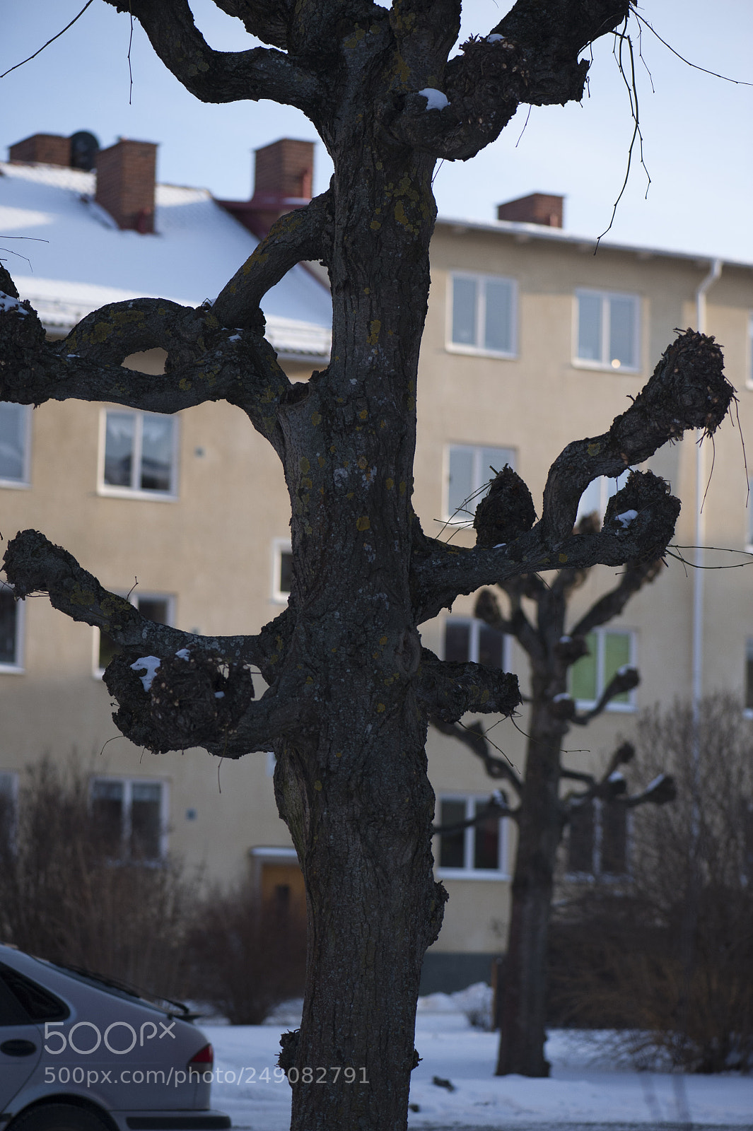 Nikon D700 sample photo. The trees on the photography