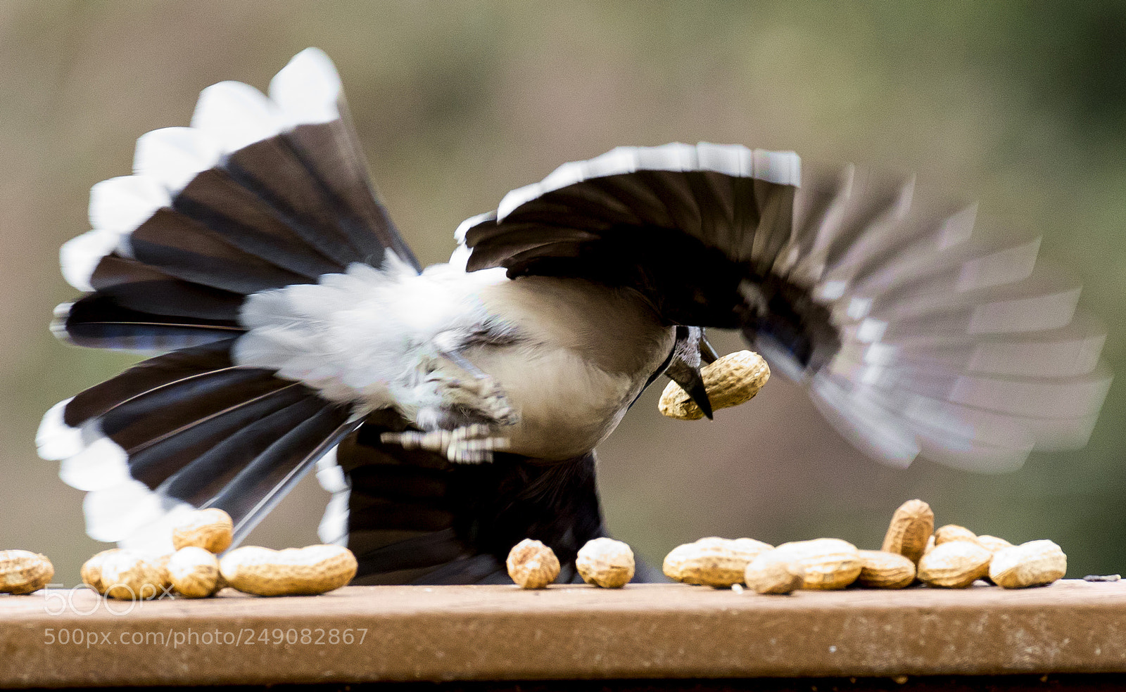 Canon EOS 7D Mark II sample photo. Nut catcher photography