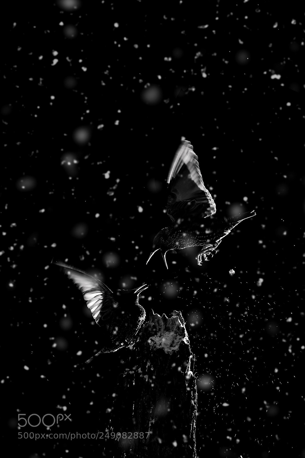 Canon EOS 7D Mark II sample photo. Beast from the east.jpg photography