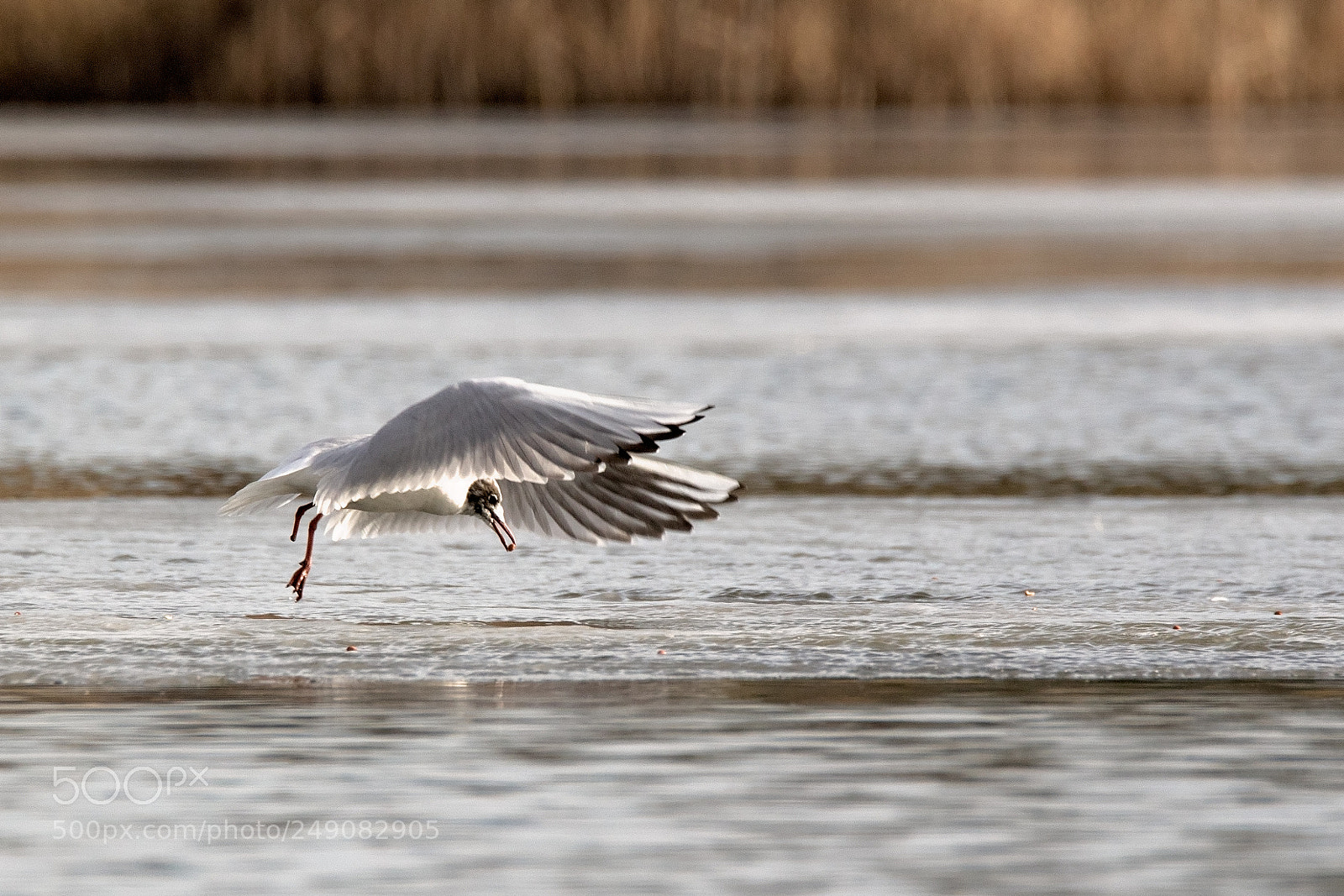 Canon EOS 7D Mark II sample photo. The prize.jpg photography